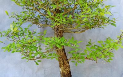 Picture Day – Hawthorn, Oak, Crape Myrtle