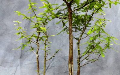 BC Forest – Would You?