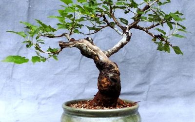 Rulebreaking 101 – Red Mulberry