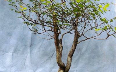 Haircut Time For Water-elms