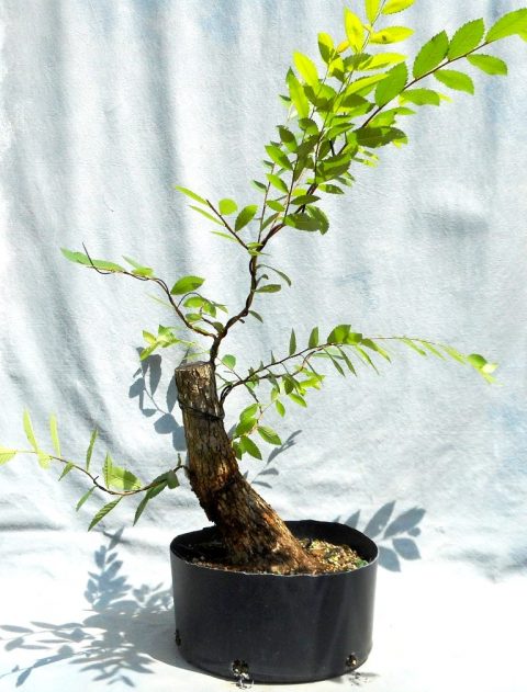 Big Cedar Elm Update | Bonsai South