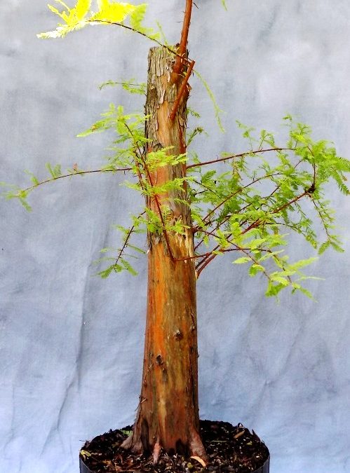 Styling A Big Bald Cypress