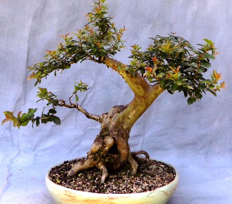 Bonsai Odds & Ends – Bald Cypress Defoliation + Styling, Pocomoke Crape Styling