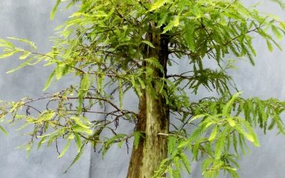 Defoliating, Potting And Styling A Large Bald Cypress