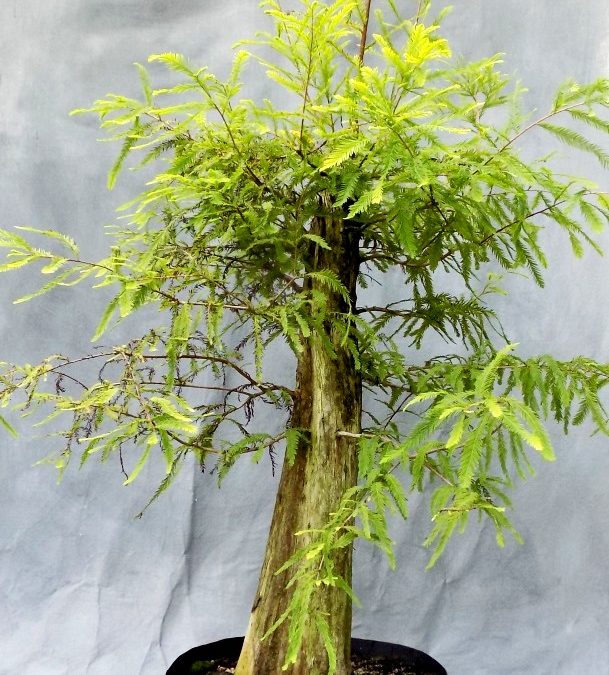 Defoliating, Potting And Styling A Large Bald Cypress