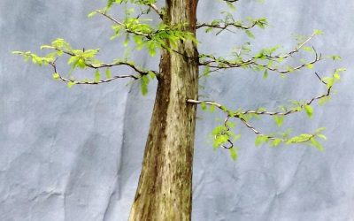 Bonsai Odds & Ends – Privet And Bald Cypress