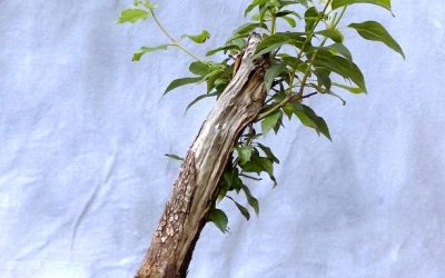 Does Design Drive The Tree, Or Tree Drive The Design?