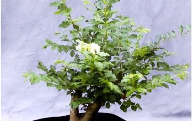 Pasture Privet Progress