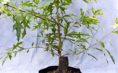 Trunk Building Oaks