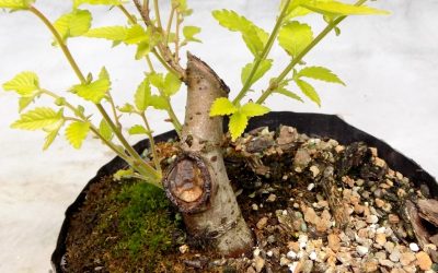 Shohin American Elm Progress