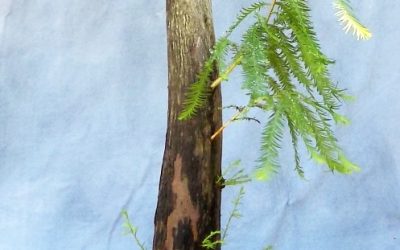 Adjusting Your Plans – Like With This Bald Cypress