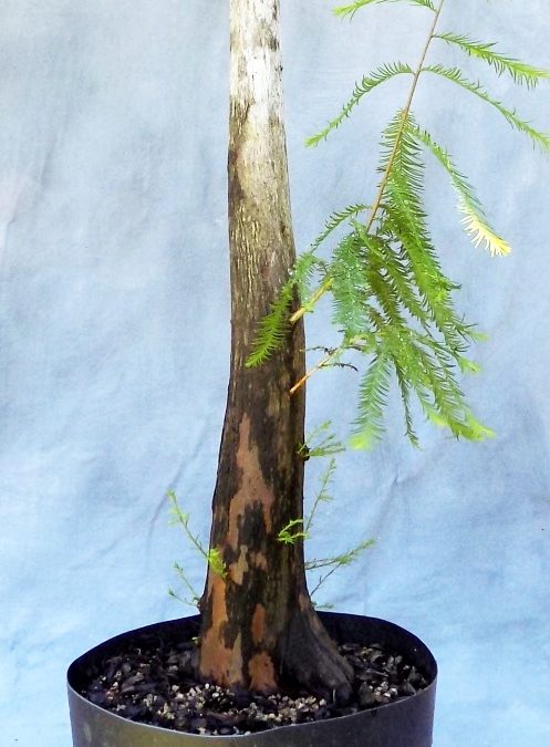 Adjusting Your Plans – Like With This Bald Cypress