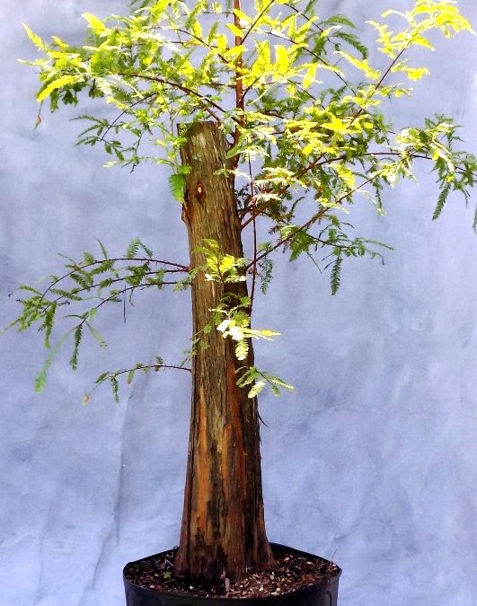 Where Should That BC Trunk Chop Go?