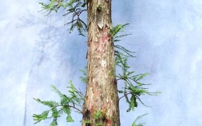 Bald Cypress Fun In 2021