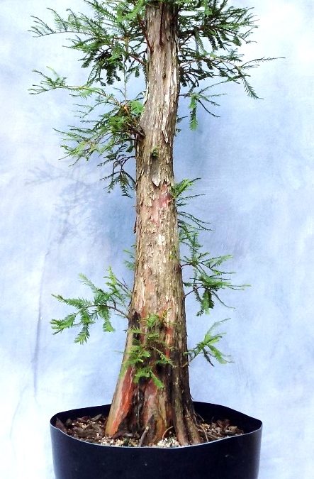 Bald Cypress Fun In 2021