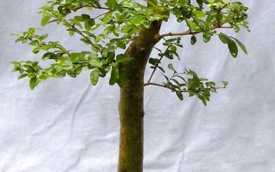 Privet Progression – A Fast Year