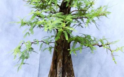 Bonsai Odds & Ends – Fall Arrives