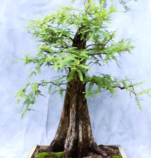 Bonsai Odds & Ends – Fall Arrives