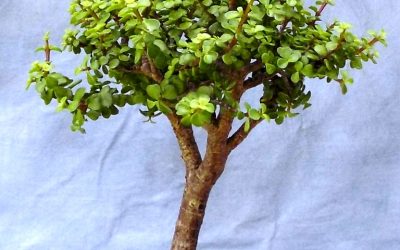 Time To Overpot A Spekboom – Again