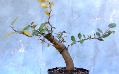 Silverberry Bonsai