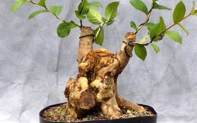 Crape Myrtle Fall Fun