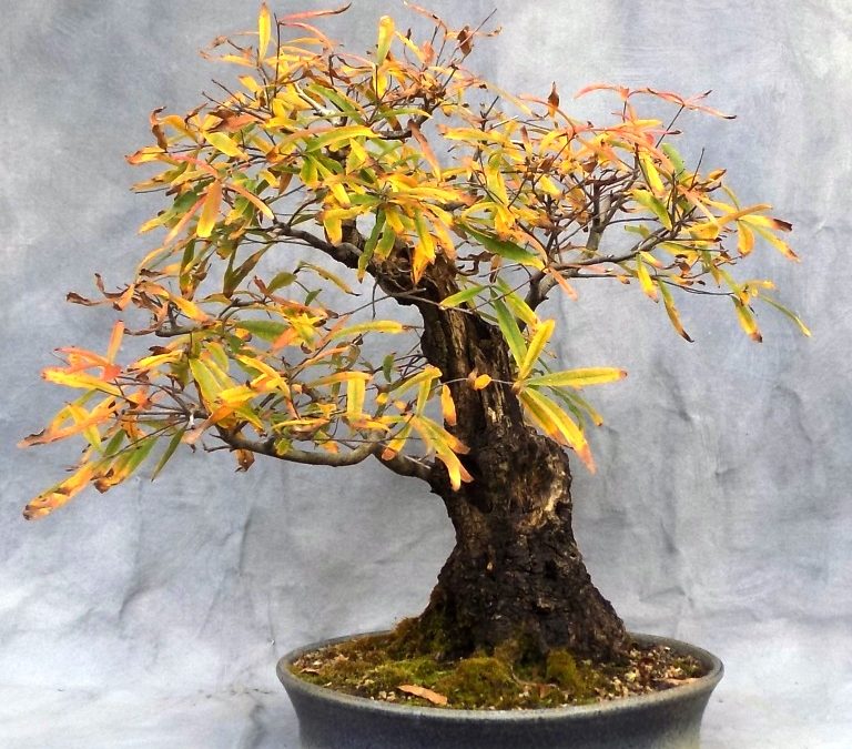 Bonsai Odds & Ends – Big BC And Rip Van Winkle Color Up