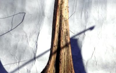 Bald Cypress Collecting Trip #3 For 2021