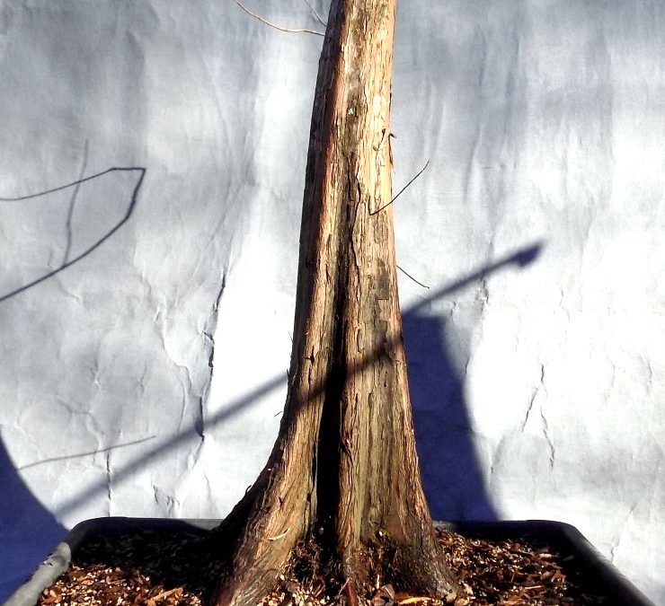 Bald Cypress Collecting Trip #3 For 2021