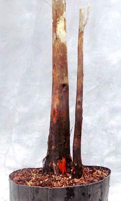 Bald Cypress Collecting Trip #4 For 2021