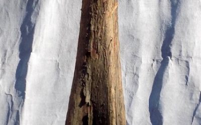 Bald Cypress Collecting Trip #1 For 2021