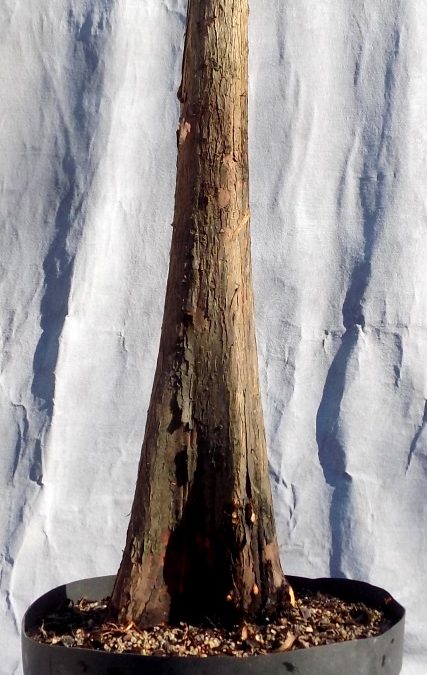 Bald Cypress Collecting Trip #1 For 2021