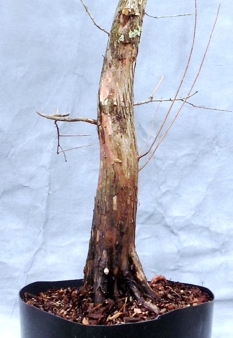 Bald Cypress Collecting Trip #5 For 2021