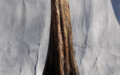 Bald Cypress Collecting Trip #2 For 2021