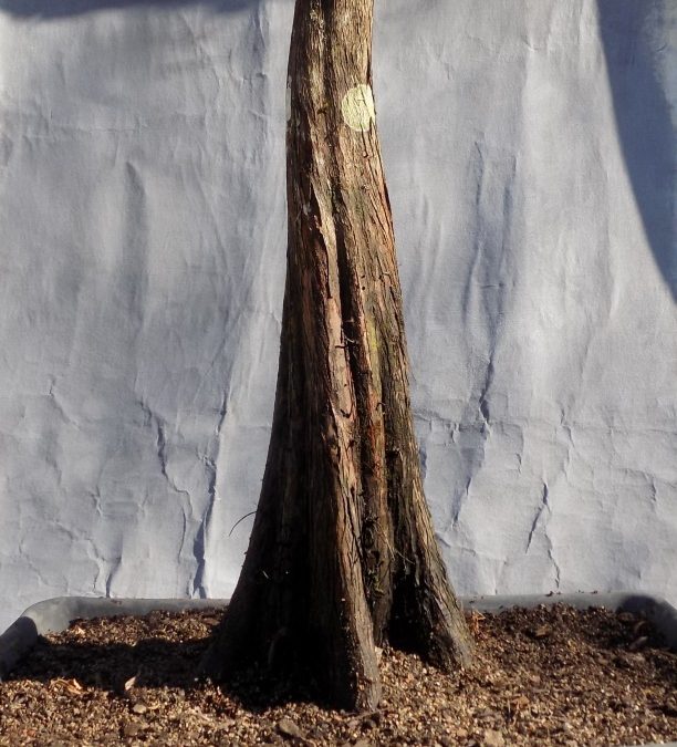 Bald Cypress Collecting Trip #2 For 2021