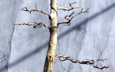 An American Beech With Potential