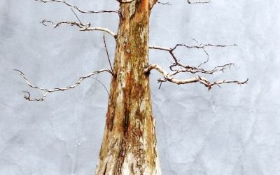Big Bald Cypress Gets A Home
