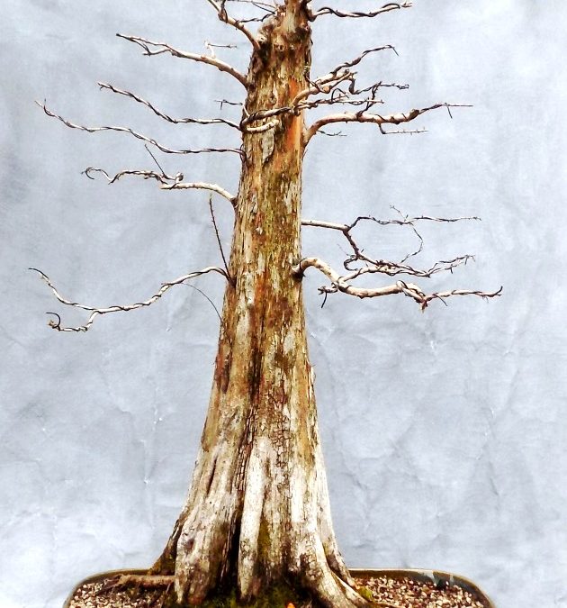 Big Bald Cypress Gets A Home