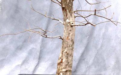 Big Water-Elm Progression