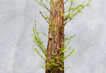 Formal Upright Bald Cypress – Development 101