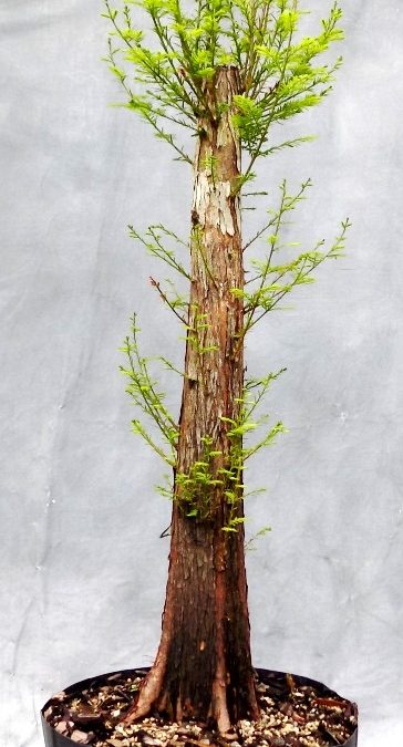 Formal Upright Bald Cypress – Development 101