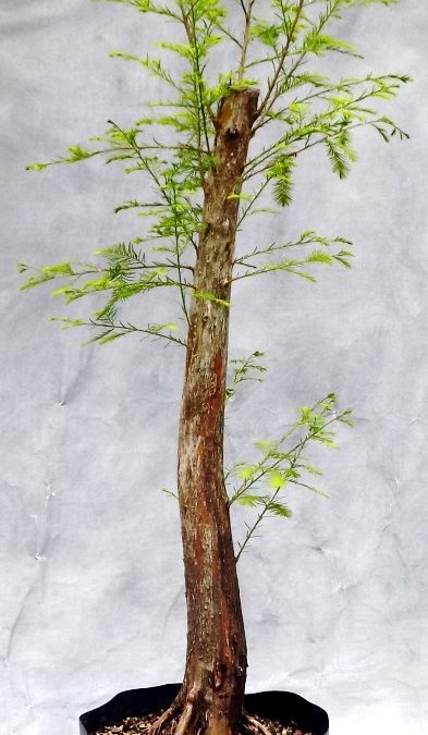 Flat-top Bald Cypress Bonsai – Starting A New Specimen