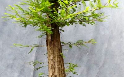 Bald Cypress Styling – Formal And Informal Upright
