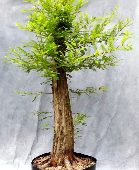 Bald Cypress Styling – Formal And Informal Upright