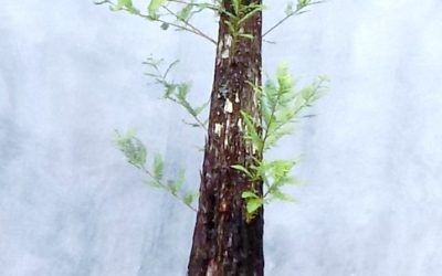 Monster Bald Cypress Available