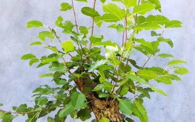 Styling An Apple Bonsai To Be