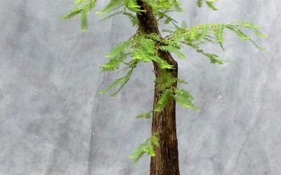New Flat-Top Bald Cypress